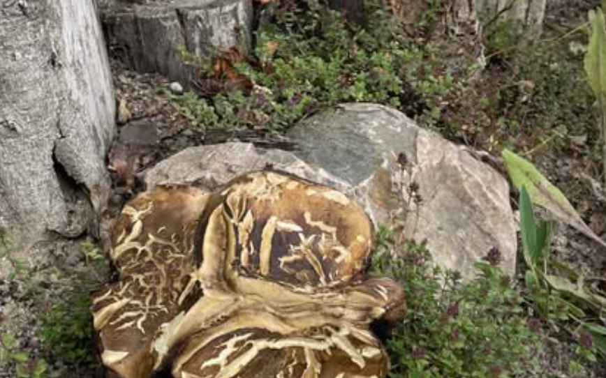 Billede til den relaterede nyhed Kom på AMU-kursus målrettet kirkegårdens ansatte